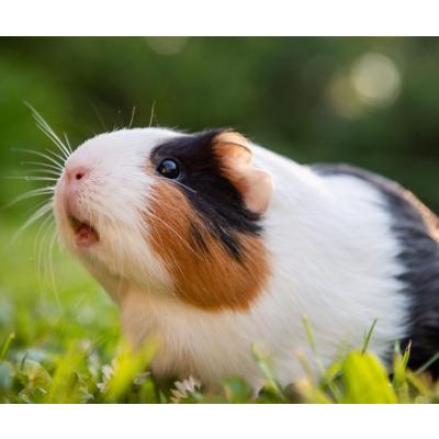 Avatar of Mathieu Haverkamp